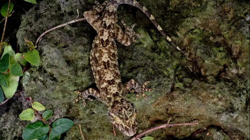 New_Rainforest_Gecko_Discovery_Underscores_Hainan_s_Biodiversity - Khabar Asia New_Rainforest_Gecko_Discovery_Underscores_Hainan_s_Biodiversity