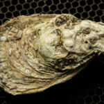 Oyster_Fossils_Reveal_Clues_to_Historical_Climate_Shifts