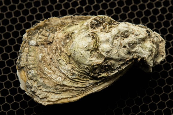 Oyster Fossils Reveal Clues to Historical Climate Shifts Oyster_Fossils_Reveal_Clues_to_Historical_Climate_Shifts