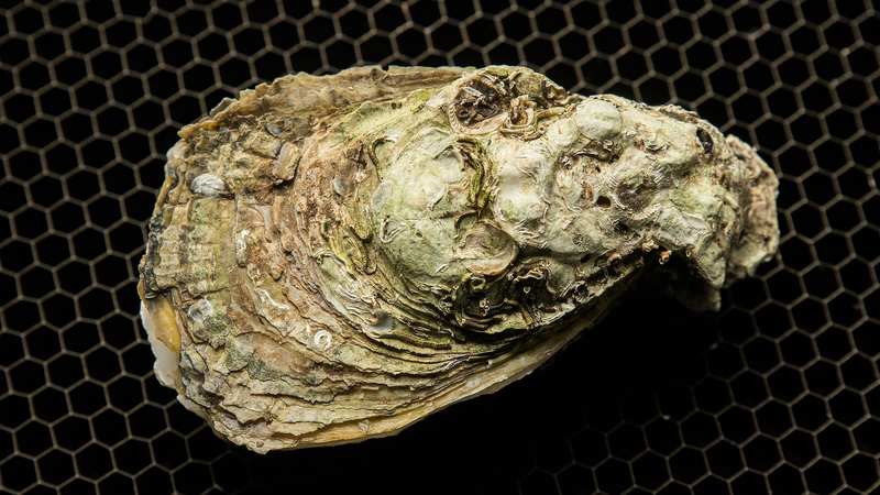 Oyster_Fossils_Reveal_Clues_to_Historical_Climate_Shifts - Khabar Asia Oyster_Fossils_Reveal_Clues_to_Historical_Climate_Shifts