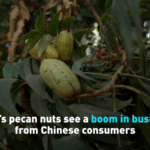 Peru_s_Pecans_Boom_as_Chinese_Consumers_Drive_Demand_poster - Khabar Asia Peru_s_Pecans_Boom_as_Chinese_Consumers_Drive_Demand video poster