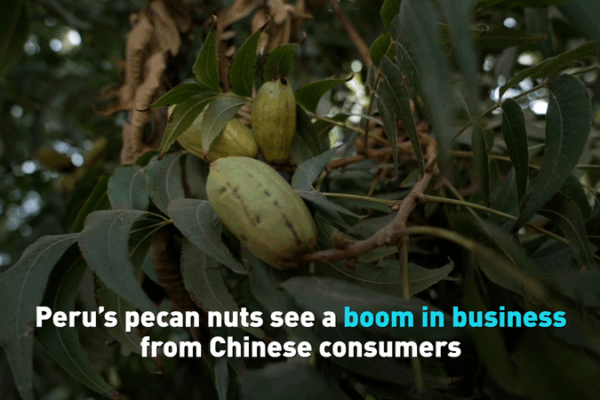 Peru’s Pecans Boom as Chinese Consumers Drive Demand Peru_s_Pecans_Boom_as_Chinese_Consumers_Drive_Demand video poster