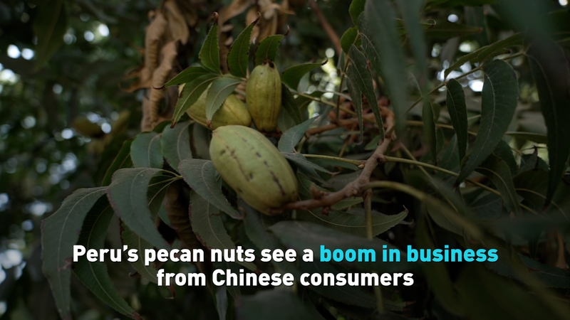 Peru_s_Pecans_Boom_as_Chinese_Consumers_Drive_Demand video poster