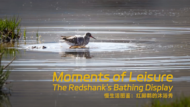 Redshank’s Wetland Spa: Nature’s Lesson in Living Wildly Redshank’s Wetland Spa: Nature’s Lesson in Living Wildly video poster
