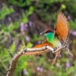 Rare_Blue_Throated_Bee_Eater_Spotted_in_China_s_Jiangxi