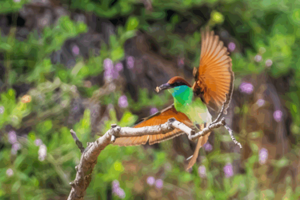 Rare Blue-Throated Bee-Eater Spotted in China’s Jiangxi Rare_Blue_Throated_Bee_Eater_Spotted_in_China_s_Jiangxi