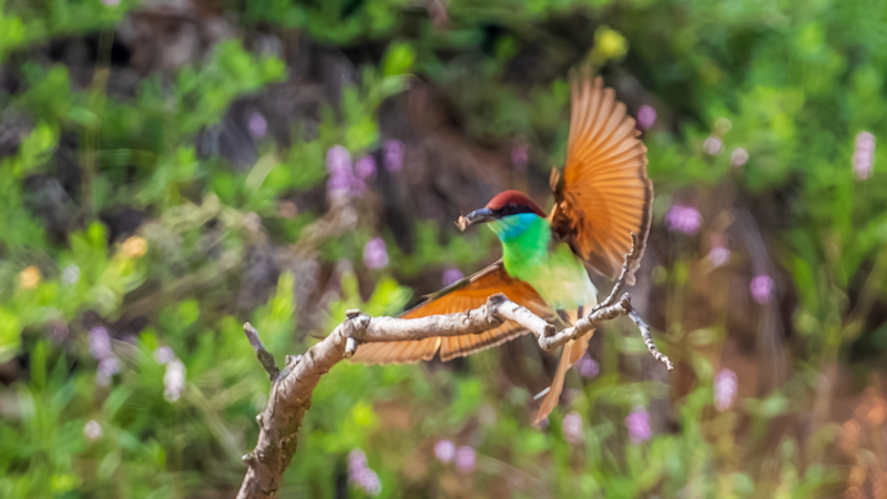 Rare_Blue_Throated_Bee_Eater_Spotted_in_China_s_Jiangxi - Khabar Asia Rare_Blue_Throated_Bee_Eater_Spotted_in_China_s_Jiangxi