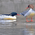 Rare_Chinese_Merganser_Chicks_Hatch_in_Northeast_China video poster