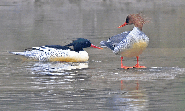 Rare Chinese Merganser Chicks Hatch in Northeast China Rare_Chinese_Merganser_Chicks_Hatch_in_Northeast_China video poster