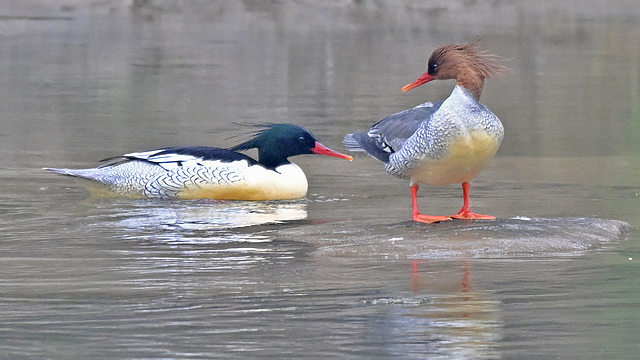 Rare_Chinese_Merganser_Chicks_Hatch_in_Northeast_China_poster-1 - Khabar Asia Rare_Chinese_Merganser_Chicks_Hatch_in_Northeast_China video poster