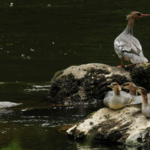 Rare_Chinese_Merganser_Chicks_Hatch_in_Northeast_China_poster - Khabar Asia Rare_Chinese_Merganser_Chicks_Hatch_in_Northeast_China video poster