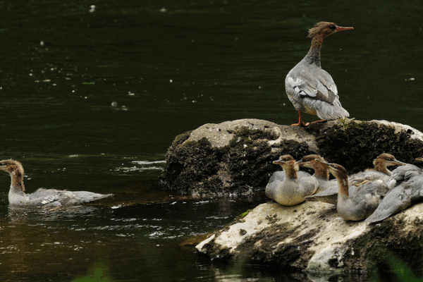 Rare Chinese Merganser Chicks Hatch in Northeast China Rare_Chinese_Merganser_Chicks_Hatch_in_Northeast_China video poster