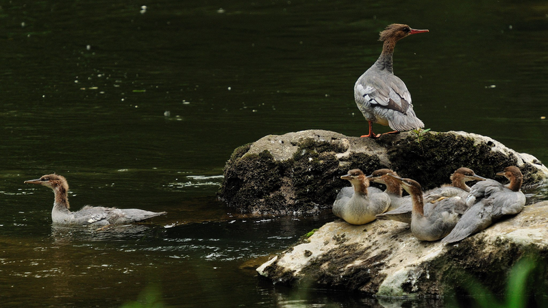Rare_Chinese_Merganser_Chicks_Hatch_in_Northeast_China video poster