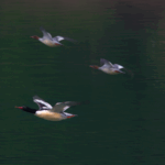 Rare_Chinese_Merganser_Chicks_Hatch_in_Northeast_China_s_Changbai_Mountain video poster