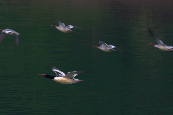 Rare Chinese Merganser Chicks Hatch in Northeast China’s Changbai Mountain Rare_Chinese_Merganser_Chicks_Hatch_in_Northeast_China_s_Changbai_Mountain video poster