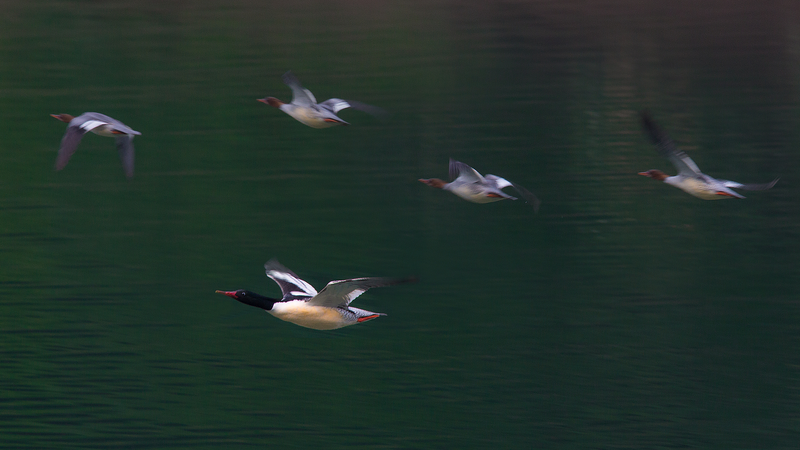 Rare_Chinese_Merganser_Chicks_Hatch_in_Northeast_China_s_Changbai_Mountain video poster