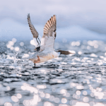 Rare_Chinese_Merganser_Chicks_Take_First_Flights_in_Jilin_poster - Khabar Asia Rare_Chinese_Merganser_Chicks_Take_First_Flights_in_Jilin video poster