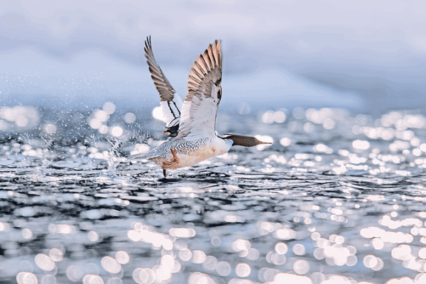 Rare Chinese Merganser Chicks Take First Flights in Jilin Rare_Chinese_Merganser_Chicks_Take_First_Flights_in_Jilin video poster