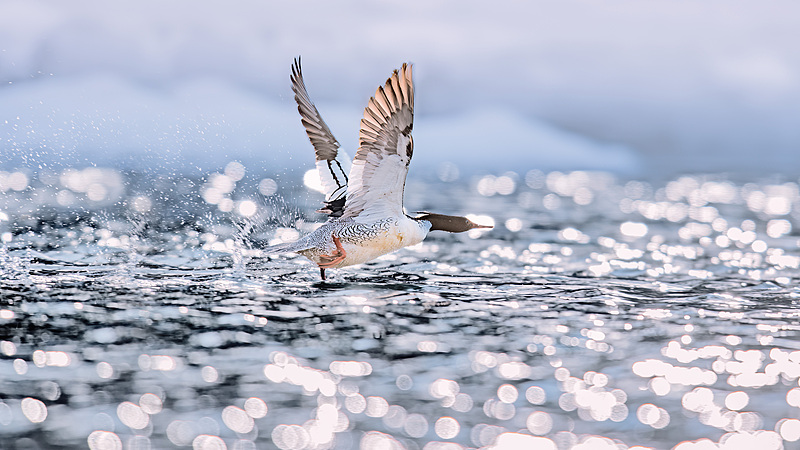 Rare_Chinese_Merganser_Chicks_Take_First_Flights_in_Jilin video poster