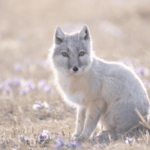 Rare_Corsac_Foxes_Spotted_in_Inner_Mongolia__A_Conservation_Win video poster