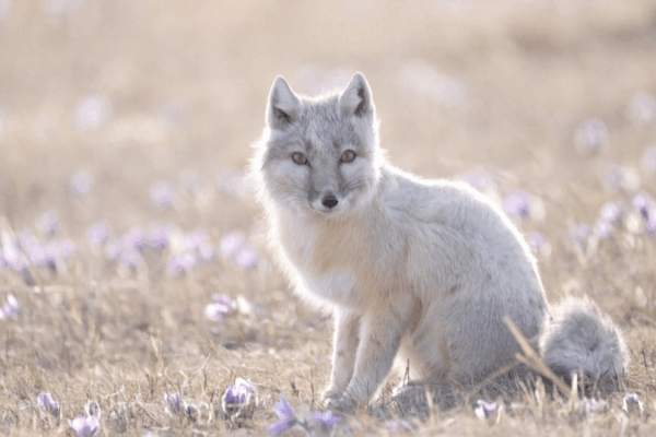 Rare Corsac Foxes Spotted in Inner Mongolia: A Conservation Win Rare_Corsac_Foxes_Spotted_in_Inner_Mongolia__A_Conservation_Win video poster