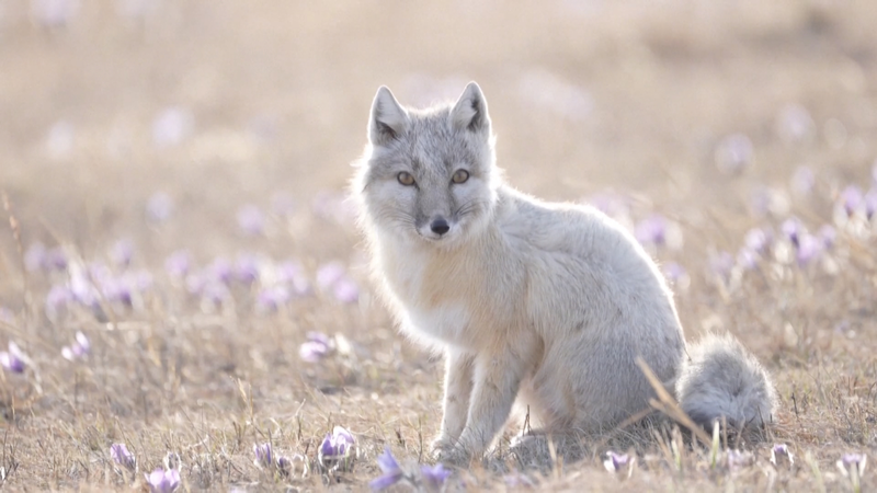 Rare_Corsac_Foxes_Spotted_in_Inner_Mongolia__A_Conservation_Win_poster - Khabar Asia Rare_Corsac_Foxes_Spotted_in_Inner_Mongolia__A_Conservation_Win video poster