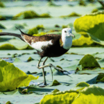 Rare__Water_Phoenix__Birds_Signal_Ecological_Revival_in_Jiangxi - Khabar Asia Rare__Water_Phoenix__Birds_Signal_Ecological_Revival_in_Jiangxi