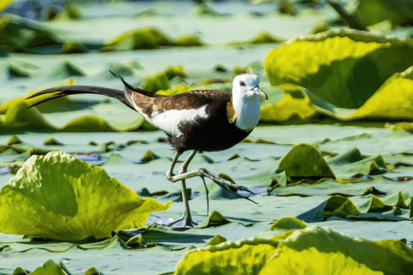 Rare “Water Phoenix” Birds Signal Ecological Revival in Jiangxi Rare__Water_Phoenix__Birds_Signal_Ecological_Revival_in_Jiangxi