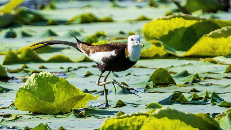 Rare__Water_Phoenix__Birds_Signal_Ecological_Revival_in_Jiangxi - Khabar Asia Rare__Water_Phoenix__Birds_Signal_Ecological_Revival_in_Jiangxi