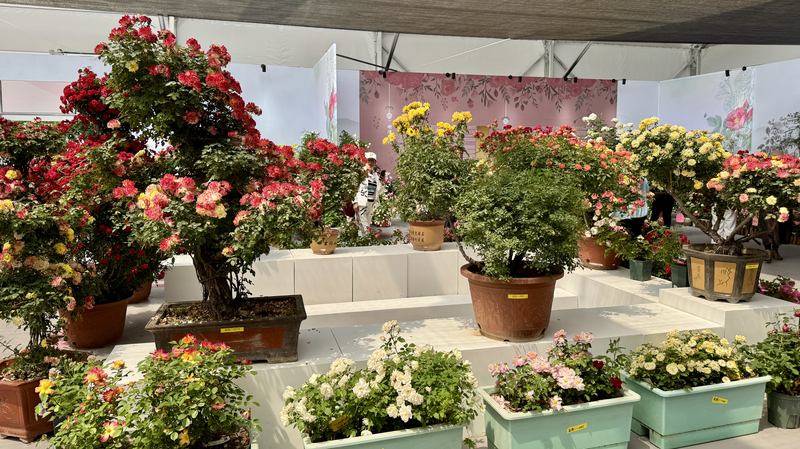Roses Blossom as Cultural Bridges at Beijing Expo Roses_Blossom_as_Cultural_Bridges_at_Beijing_Expo video poster
