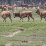 Rutting_Season_Drama__Stags_Clash_in_Dongting_Lake_s_Milu_Deer_Herd_poster - Khabar Asia Rutting_Season_Drama__Stags_Clash_in_Dongting_Lake_s_Milu_Deer_Herd video poster