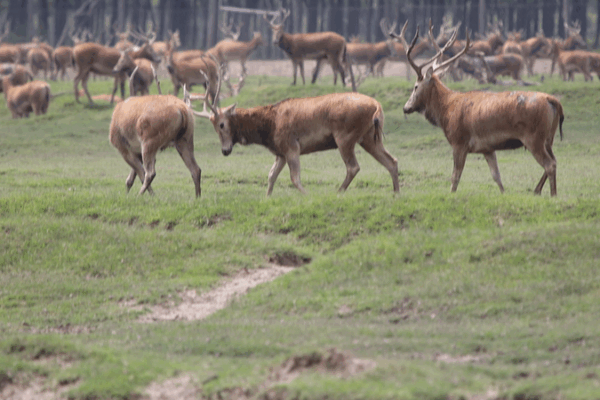 Rutting Season Drama: Stags Clash in Dongting Lake’s Milu Deer Herd Rutting_Season_Drama__Stags_Clash_in_Dongting_Lake_s_Milu_Deer_Herd video poster