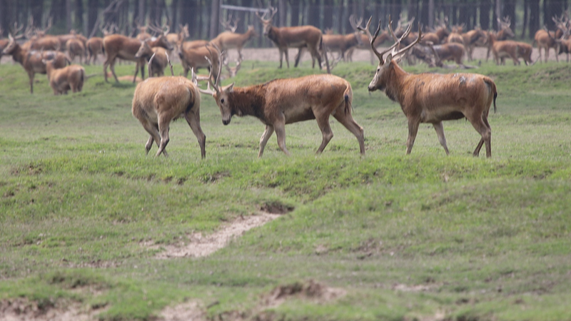 Rutting_Season_Drama__Stags_Clash_in_Dongting_Lake_s_Milu_Deer_Herd_poster - Khabar Asia Rutting_Season_Drama__Stags_Clash_in_Dongting_Lake_s_Milu_Deer_Herd video poster