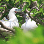 Sansha_City__A_Model_of_Marine_Biodiversity_and_Sustainable_Development video poster