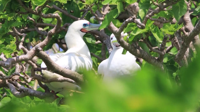 Sansha_City__A_Model_of_Marine_Biodiversity_and_Sustainable_Development video poster