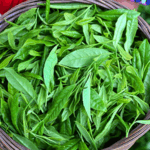 Scientists_Unlock_Secret_to_Fresher_Late_Spring_Tea_Harvests