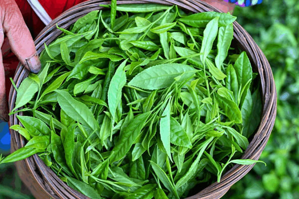 Scientists Unlock Secret to Fresher Late-Spring Tea Harvests Scientists_Unlock_Secret_to_Fresher_Late_Spring_Tea_Harvests