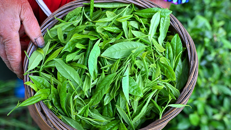 Scientists_Unlock_Secret_to_Fresher_Late_Spring_Tea_Harvests - Khabar Asia Scientists_Unlock_Secret_to_Fresher_Late_Spring_Tea_Harvests