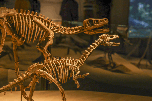 Shanghai Dinosaur Exhibition Unveils Earth’s Evolutionary Journey Shanghai_Dinosaur_Exhibition_Unveils_Earth_s_Evolutionary_Journey