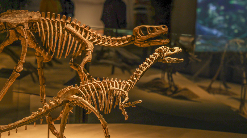 Shanghai_Dinosaur_Exhibition_Unveils_Earth_s_Evolutionary_Journey