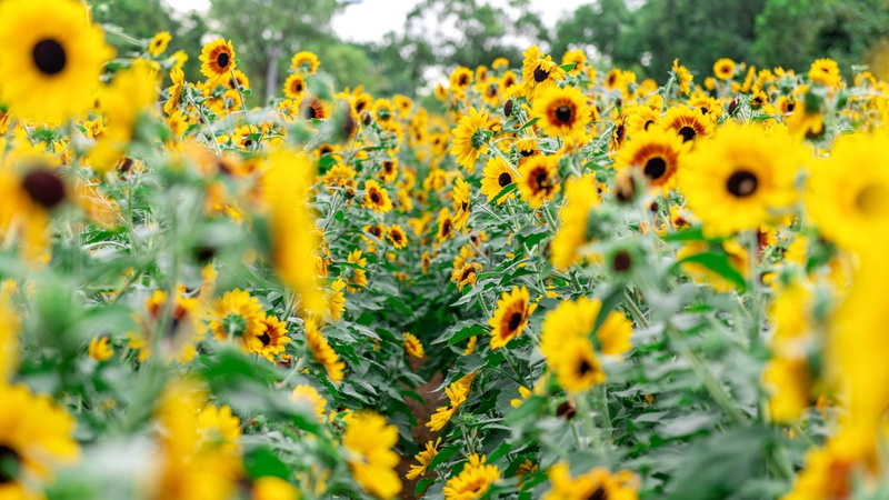 Shenzhen’s Golden Sunflower Field Blooms as Summer Hotspot Shenzhen_s_Golden_Sunflower_Field_Blooms_as_Summer_Hotspot