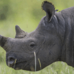 South_Africa_Rhino_Poaching_Crisis_Deepens__Over_100_Killed_in_2024