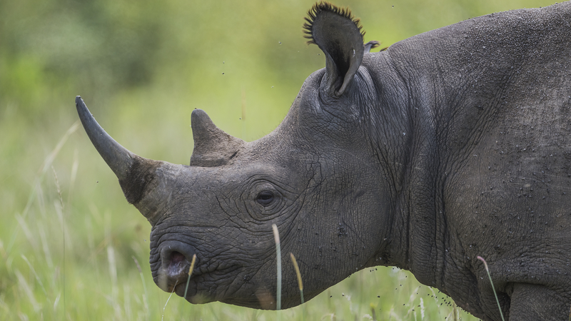 South_Africa_Rhino_Poaching_Crisis_Deepens__Over_100_Killed_in_2024 - Khabar Asia South_Africa_Rhino_Poaching_Crisis_Deepens__Over_100_Killed_in_2024