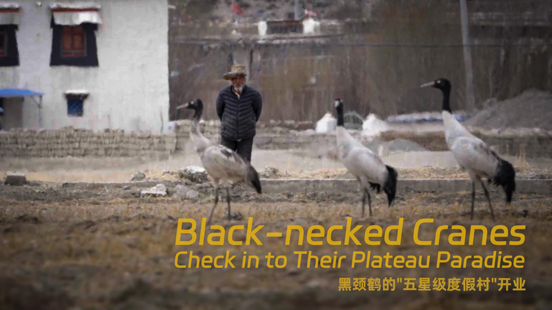 Black-Necked Cranes Flock to Shigatse’s Winter Sanctuary Black-Necked Cranes Flock to Shigatse’s Winter Sanctuary video poster