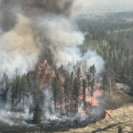 Wildfires_Threaten_Global_Forest_Recovery__Study_Reveals