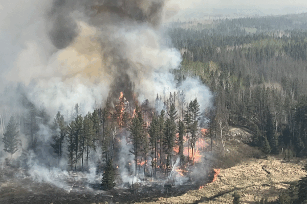 Wildfires Threaten Global Forest Recovery, Study Reveals Wildfires_Threaten_Global_Forest_Recovery__Study_Reveals