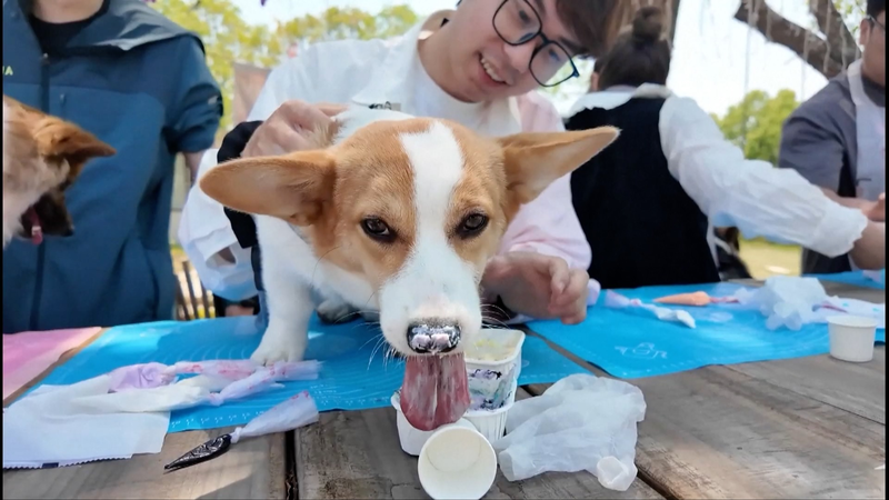 Wuxi Embraces Pet Boom with Innovative Services and Venues Wuxi_Embraces_Pet_Boom_with_Innovative_Services_and_Venues video poster