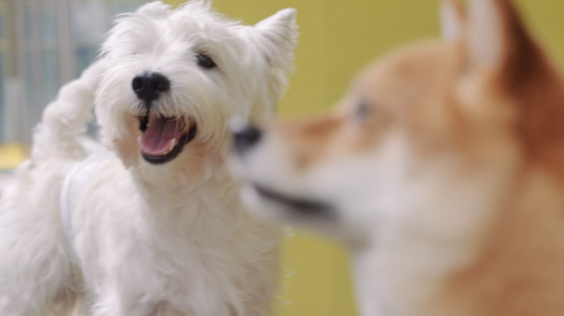 China’s Pet Economy Soars as Gen Z Redefines Animal Care China’s Pet Economy Soars as Gen Z Redefines Animal Care video poster