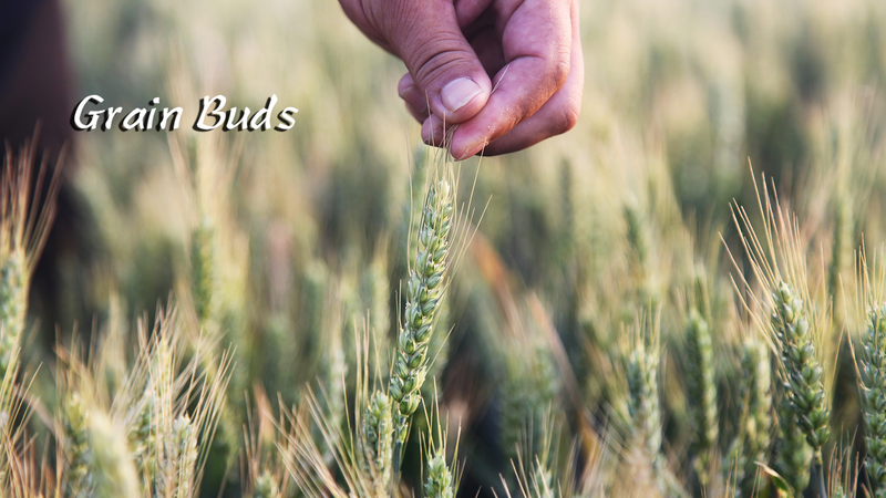 Xiaoman__Embracing__Lesser_Fullness__as_Summer_Heat_Rises