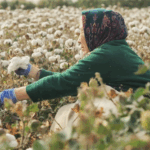 Xinjiang_s_Cotton_Tales_Inspire_Global_Audiences_in_Award_Winning_Documentary video poster